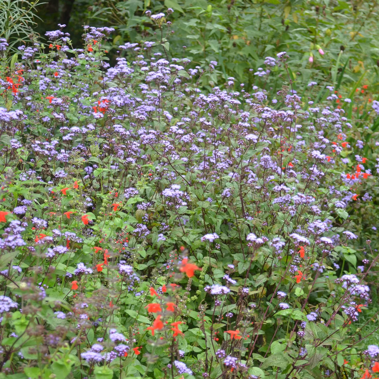 Blue Mist Flower (Conoclinium coelestinum)